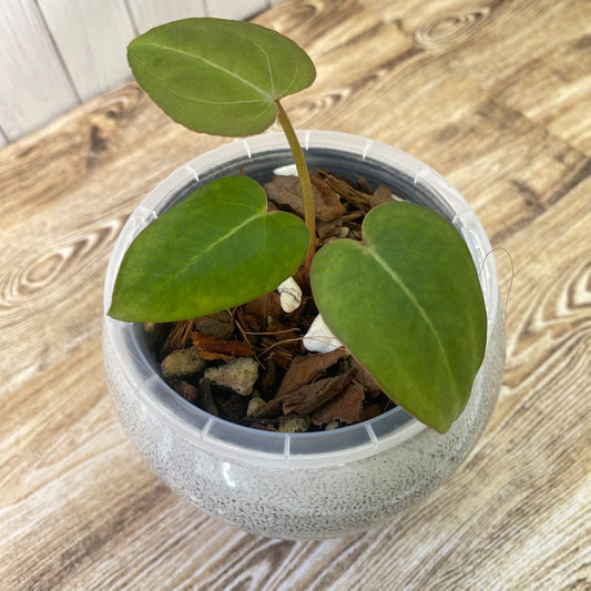 Anthurium Red Crystallinum - C (TC)