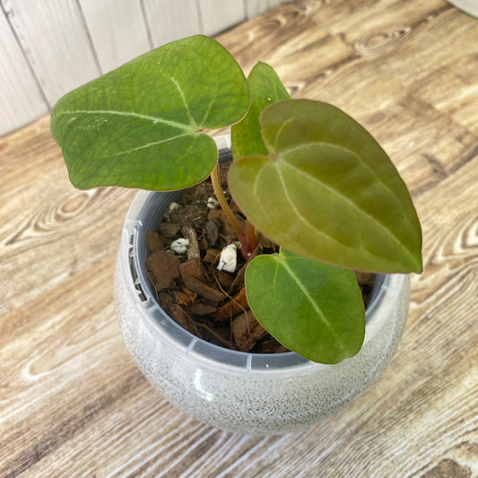 Anthurium Red Crystallinum - D (TC)