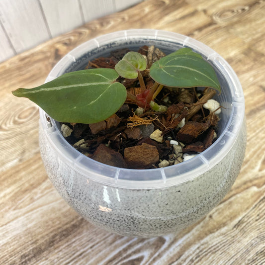 Anthurium Purple Crystallinum - B (TC)