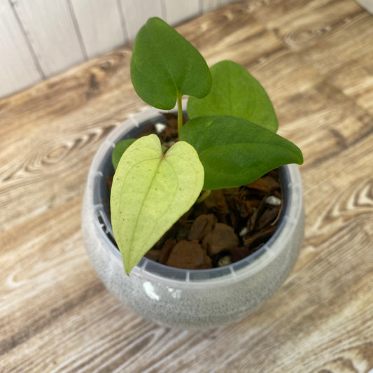 Anthurium Dark Phoenix Mint - A