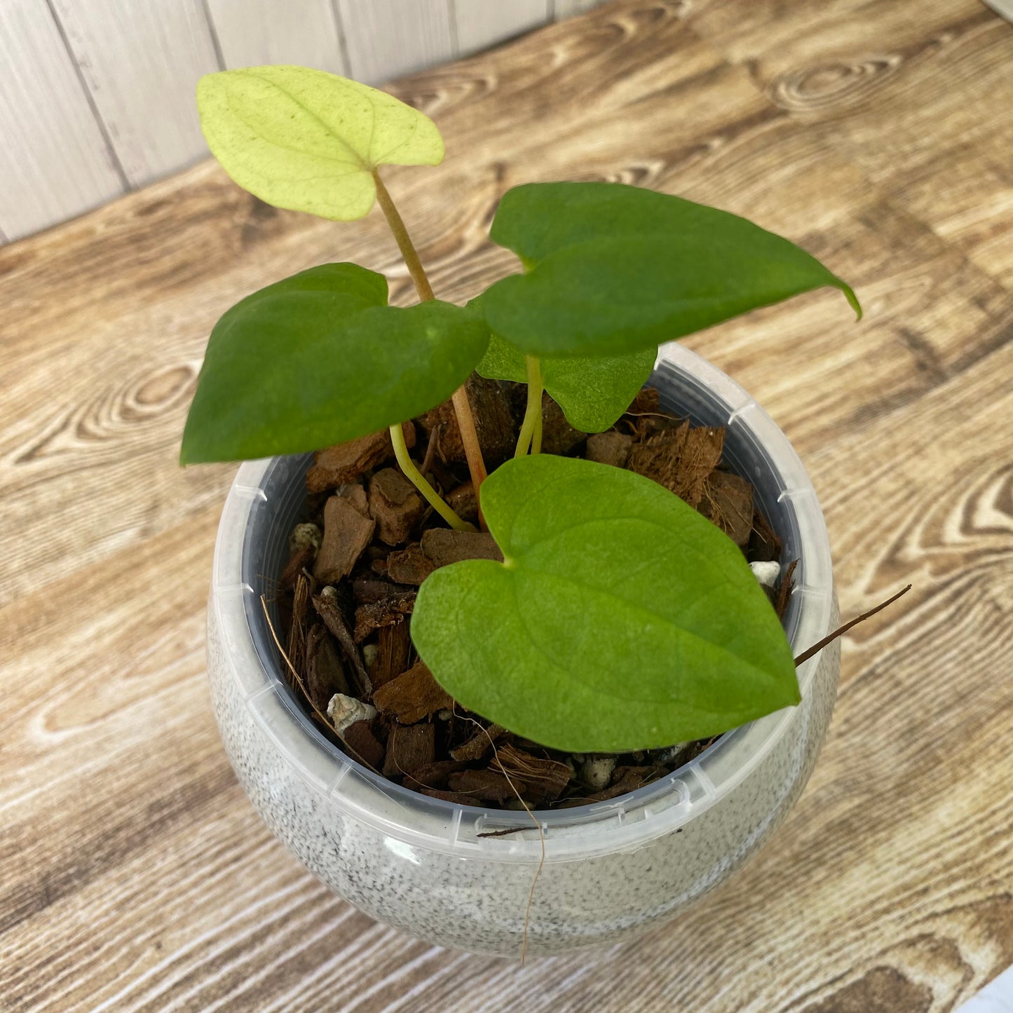 Anthurium Dark Phoenix Mint - A