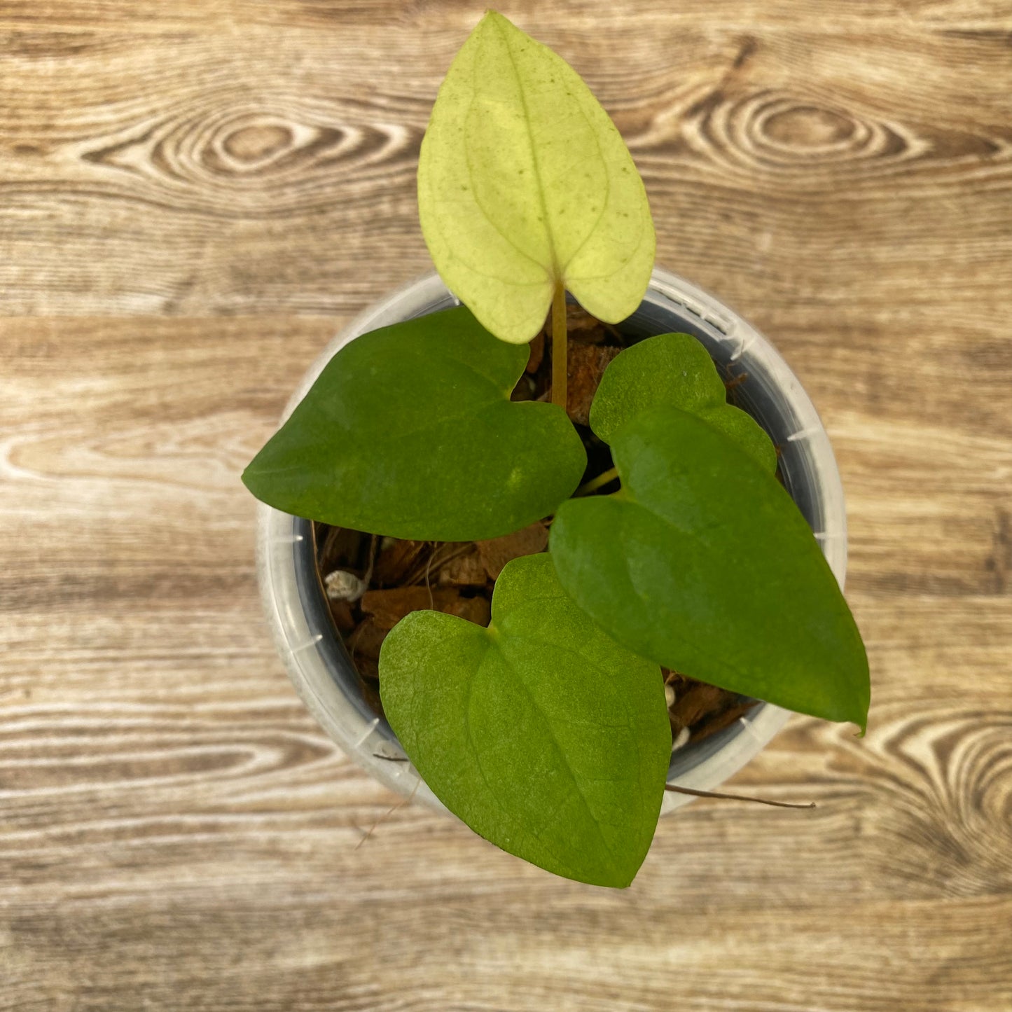Anthurium Dark Phoenix Mint - A