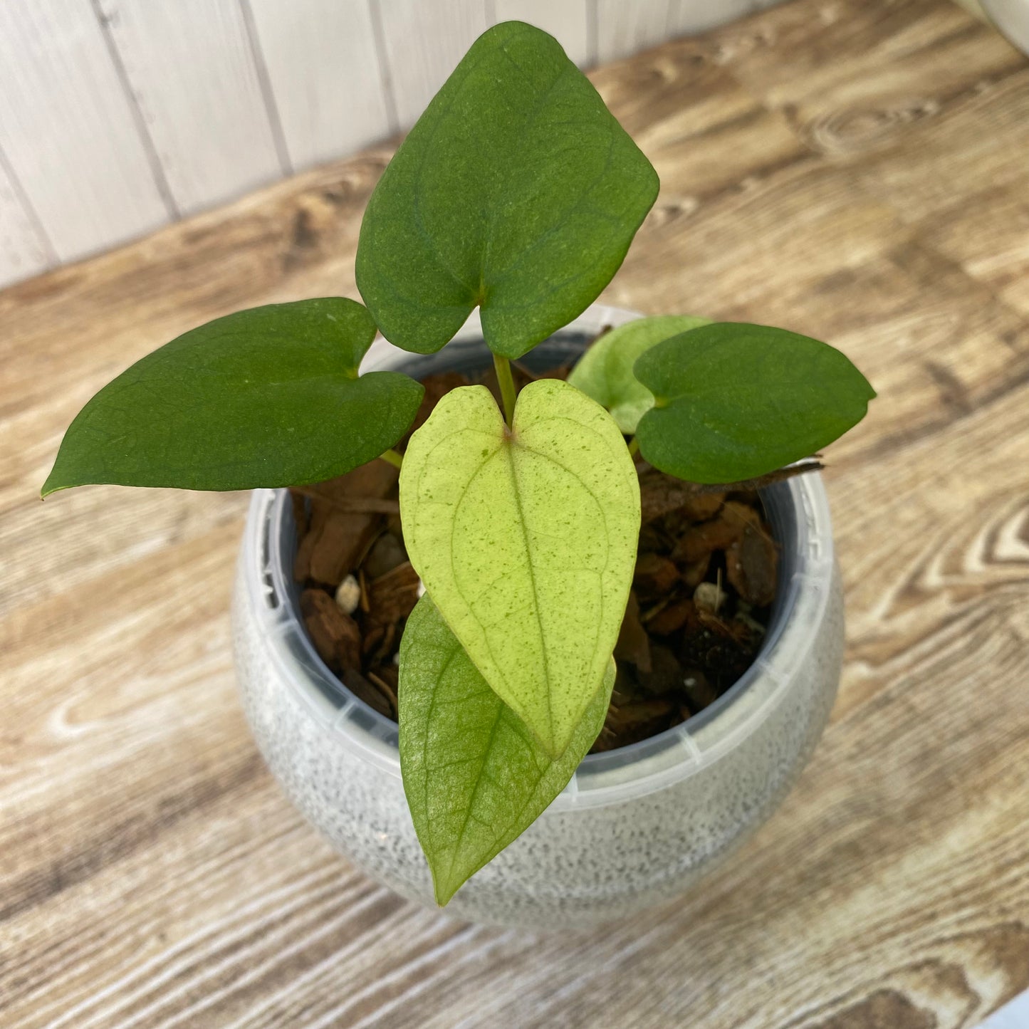 Anthurium Dark Phoenix Mint - B