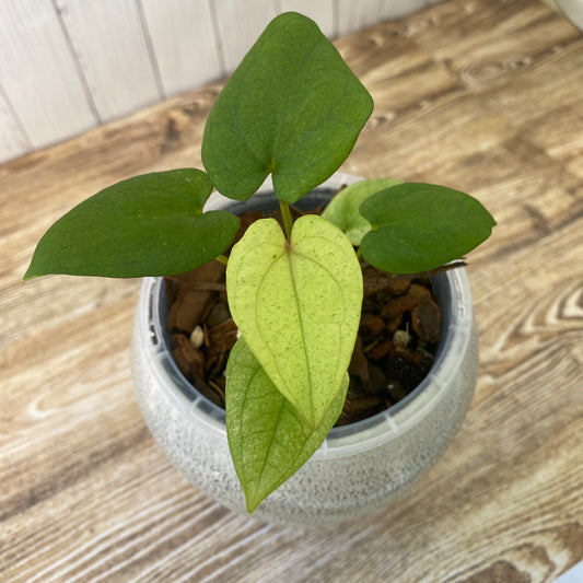 Anthurium Dark Phoenix Mint - B
