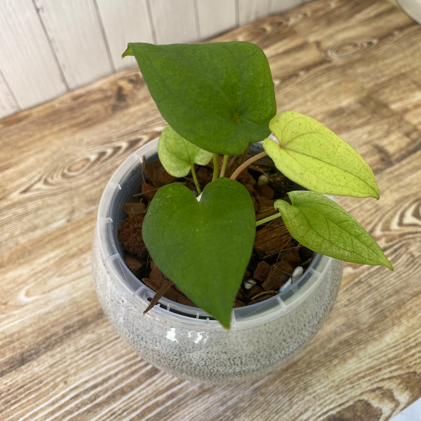 Anthurium Dark Phoenix Mint - B