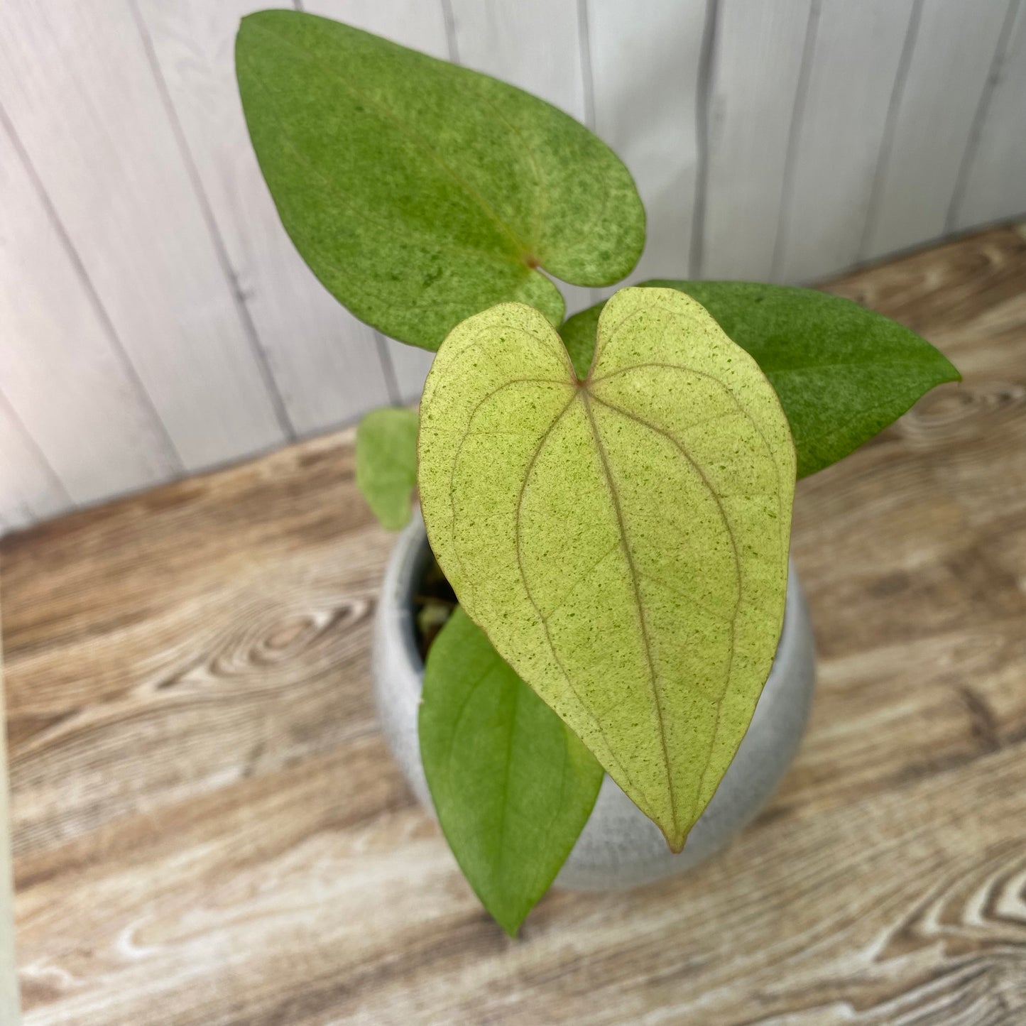 Anthurium Dark Phoenix Mint - C