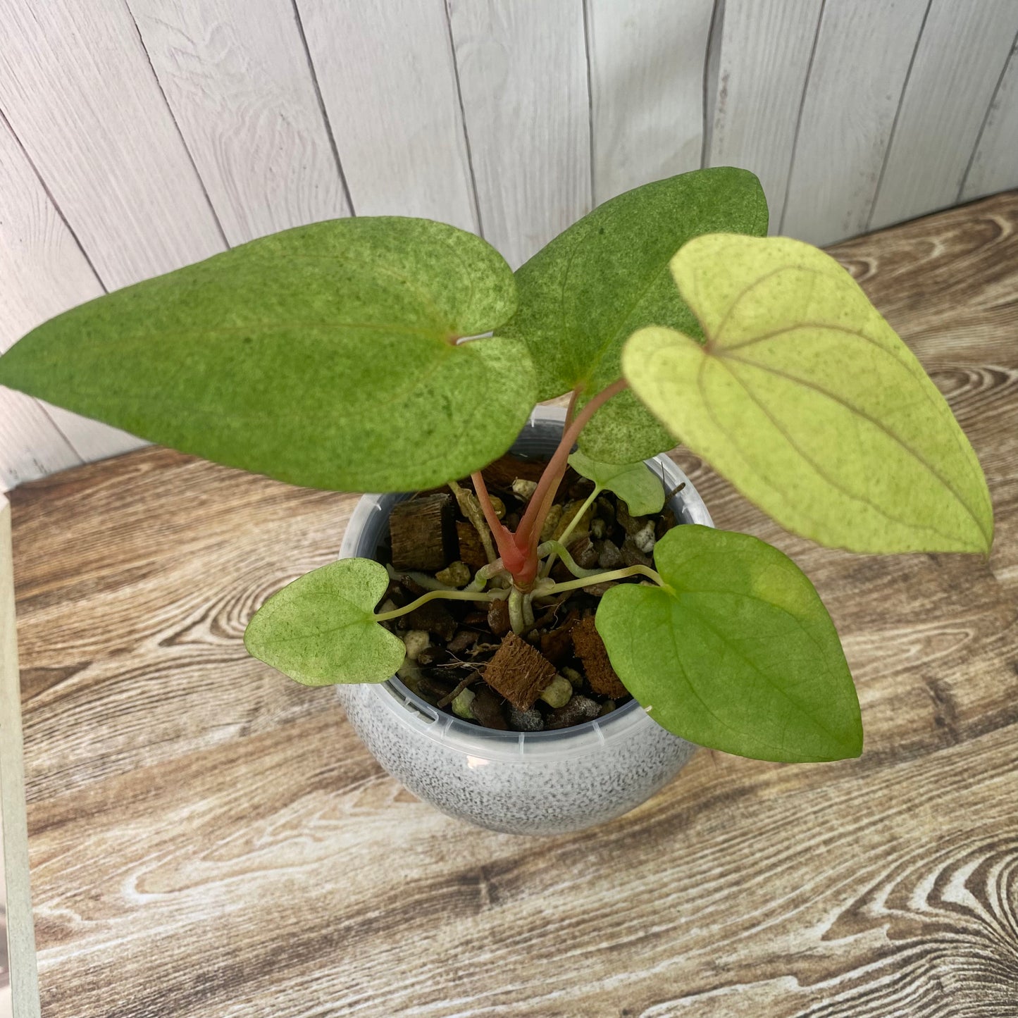 Anthurium Dark Phoenix Mint - C