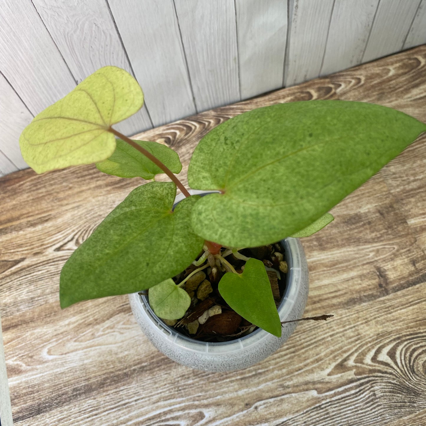 Anthurium Dark Phoenix Mint - C