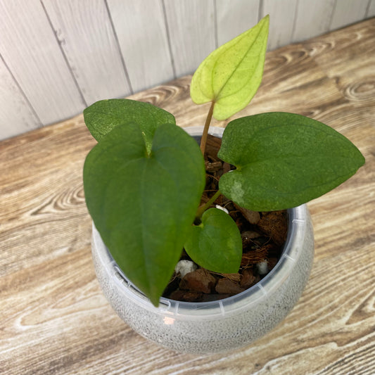 Anthurium Dark Phoenix Mint - D