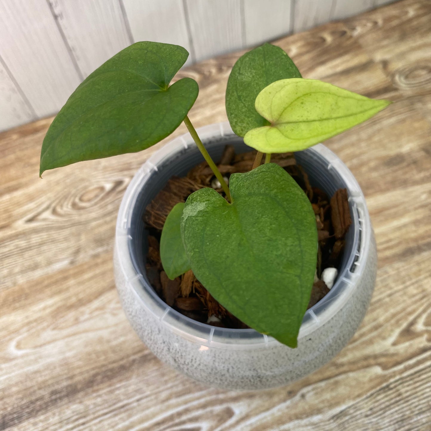 Anthurium Dark Phoenix Mint - D