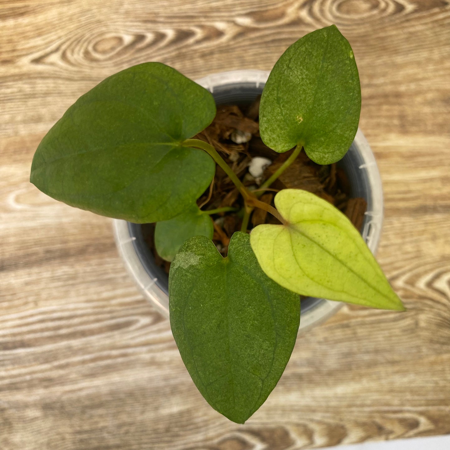 Anthurium Dark Phoenix Mint - D