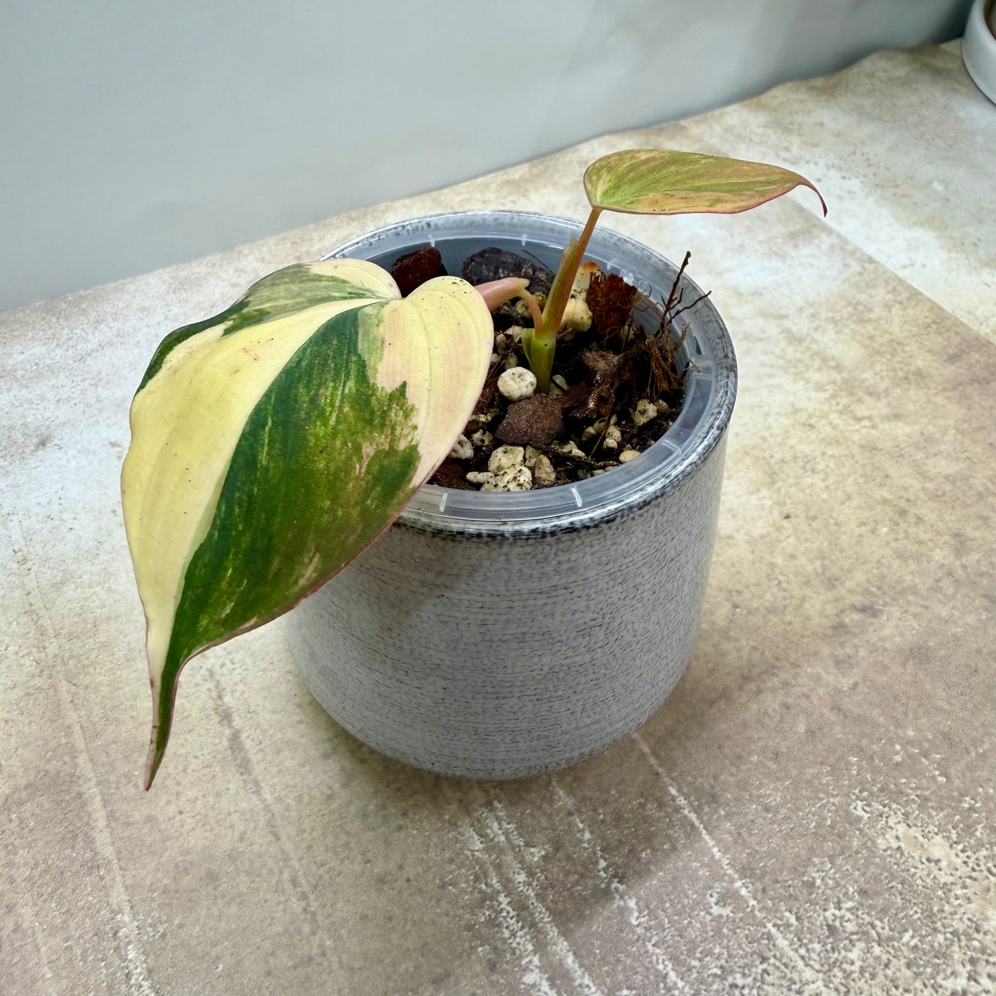 Philodendron Micans Variegated