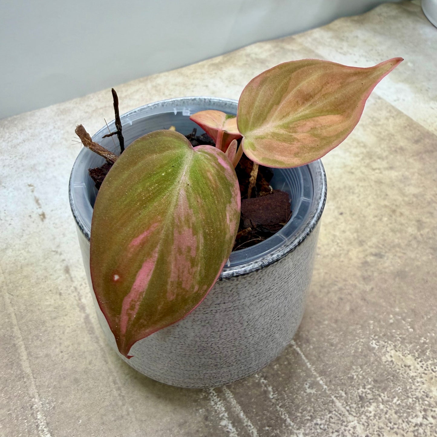 Philodendron Micans Variegated