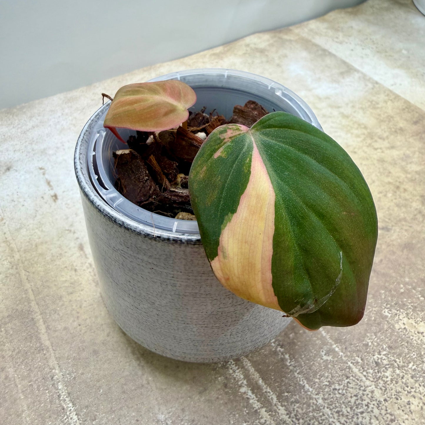 Philodendron Micans Variegated