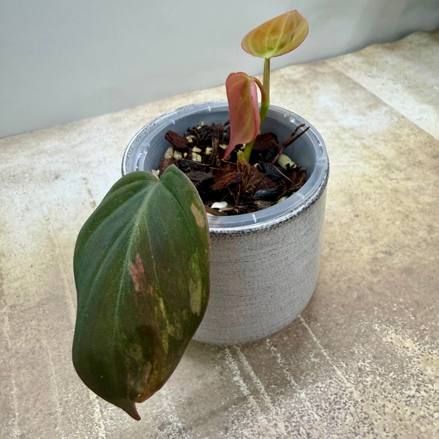 Philodendron Micans Variegated