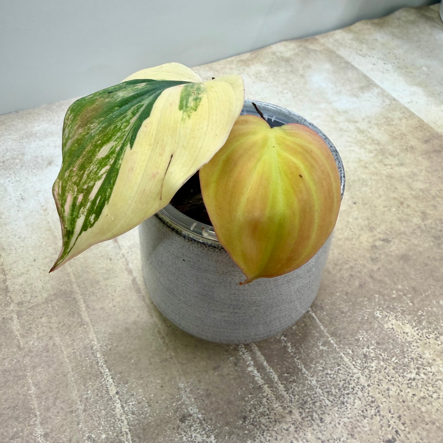 Philodendron Micans Variegated