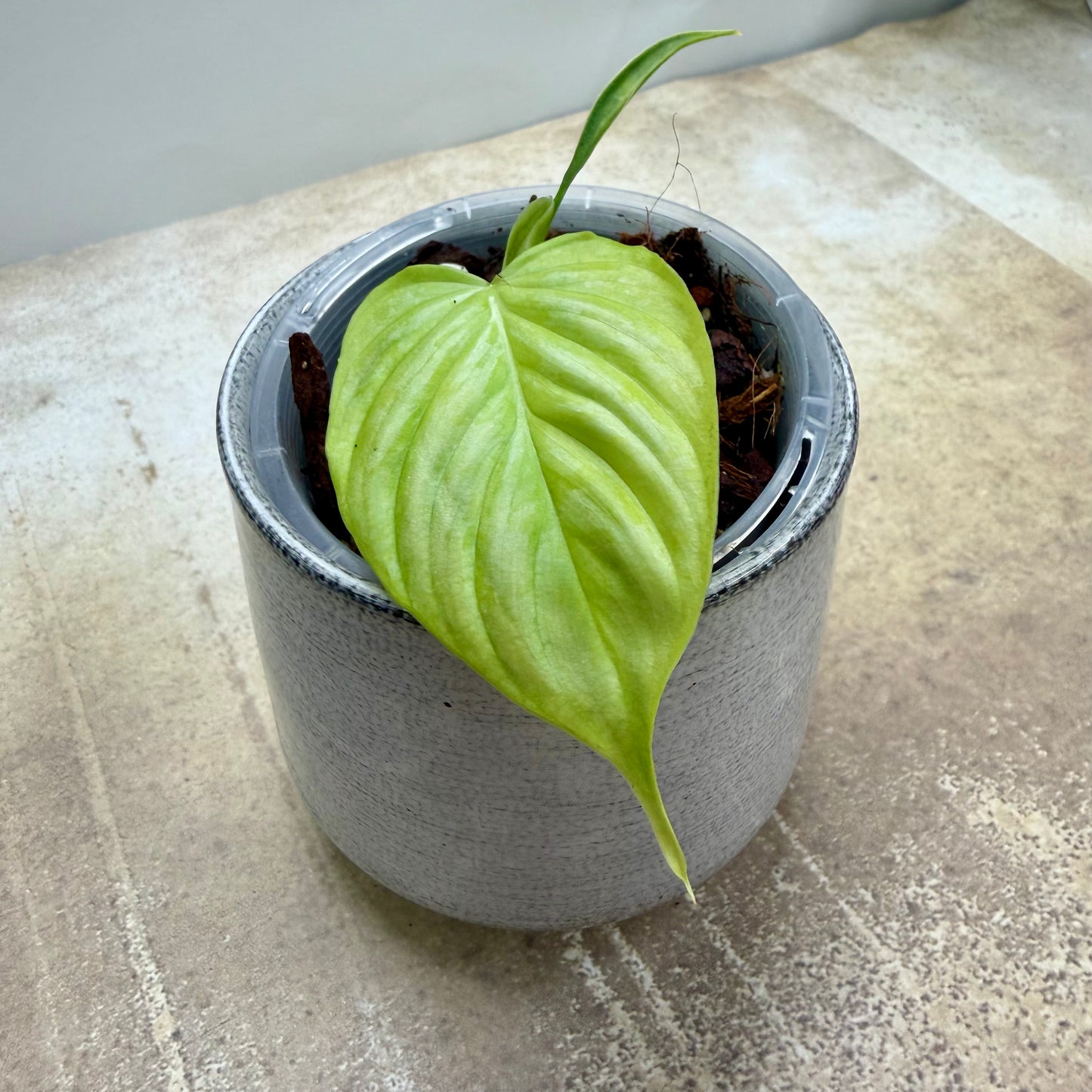 Philodendron Majestic