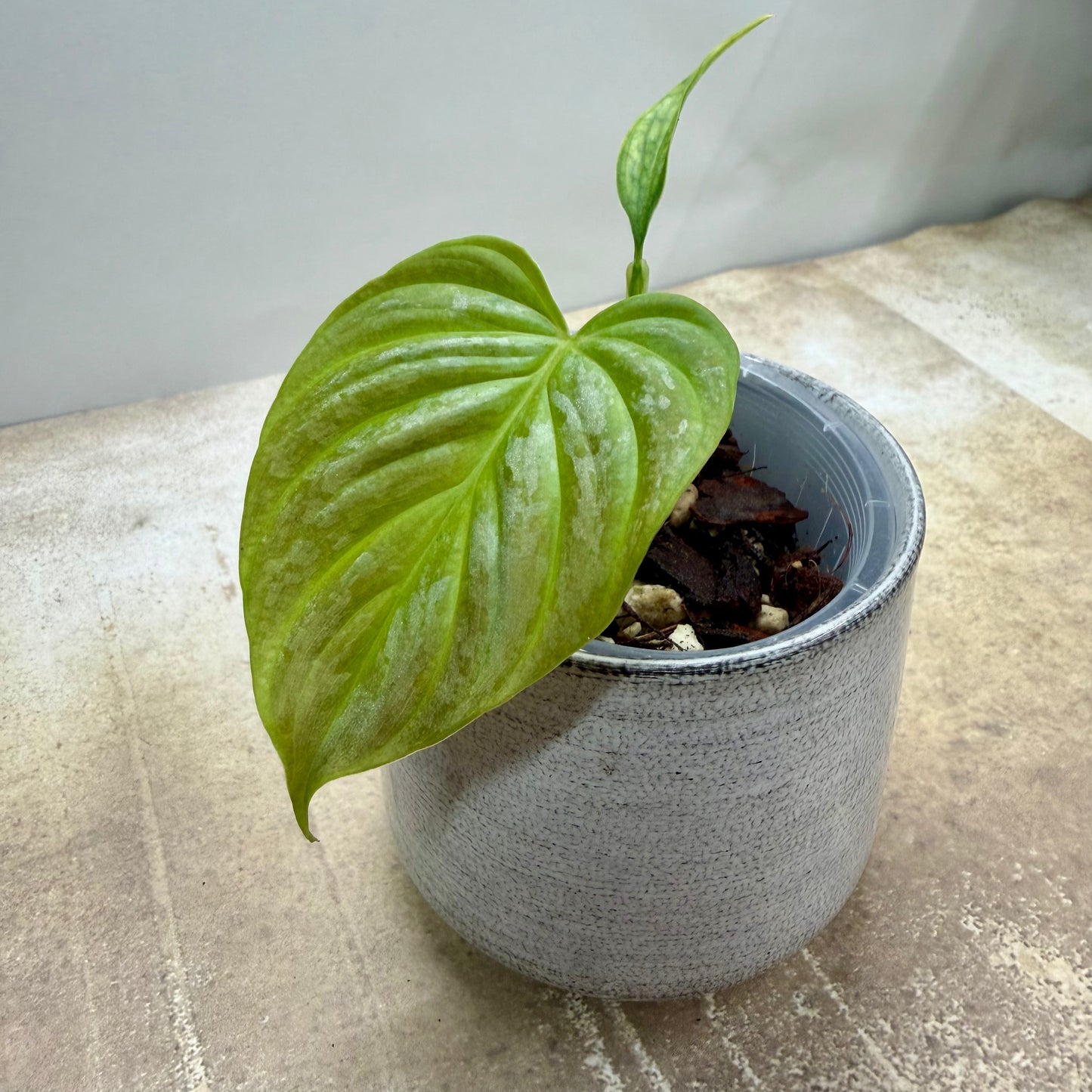 Philodendron Majestic