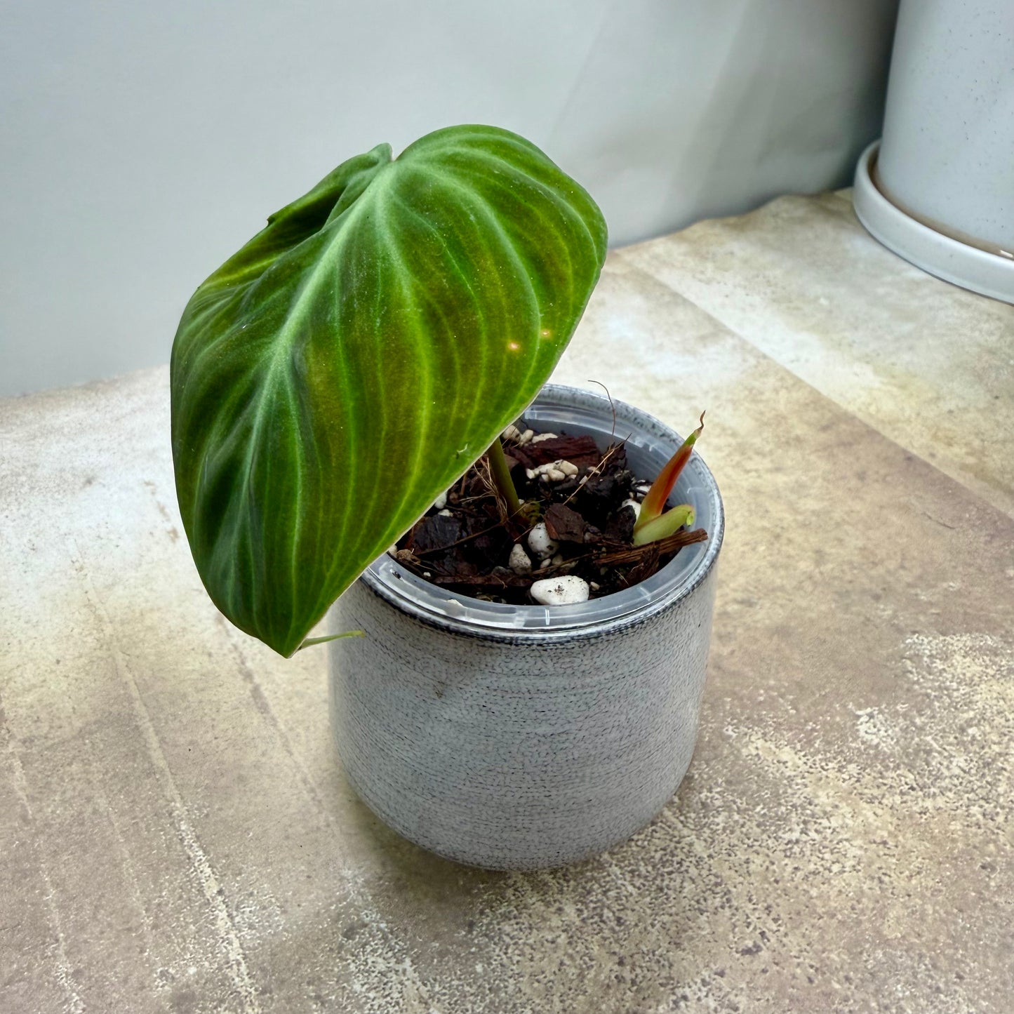 Philodendron El Choco Red