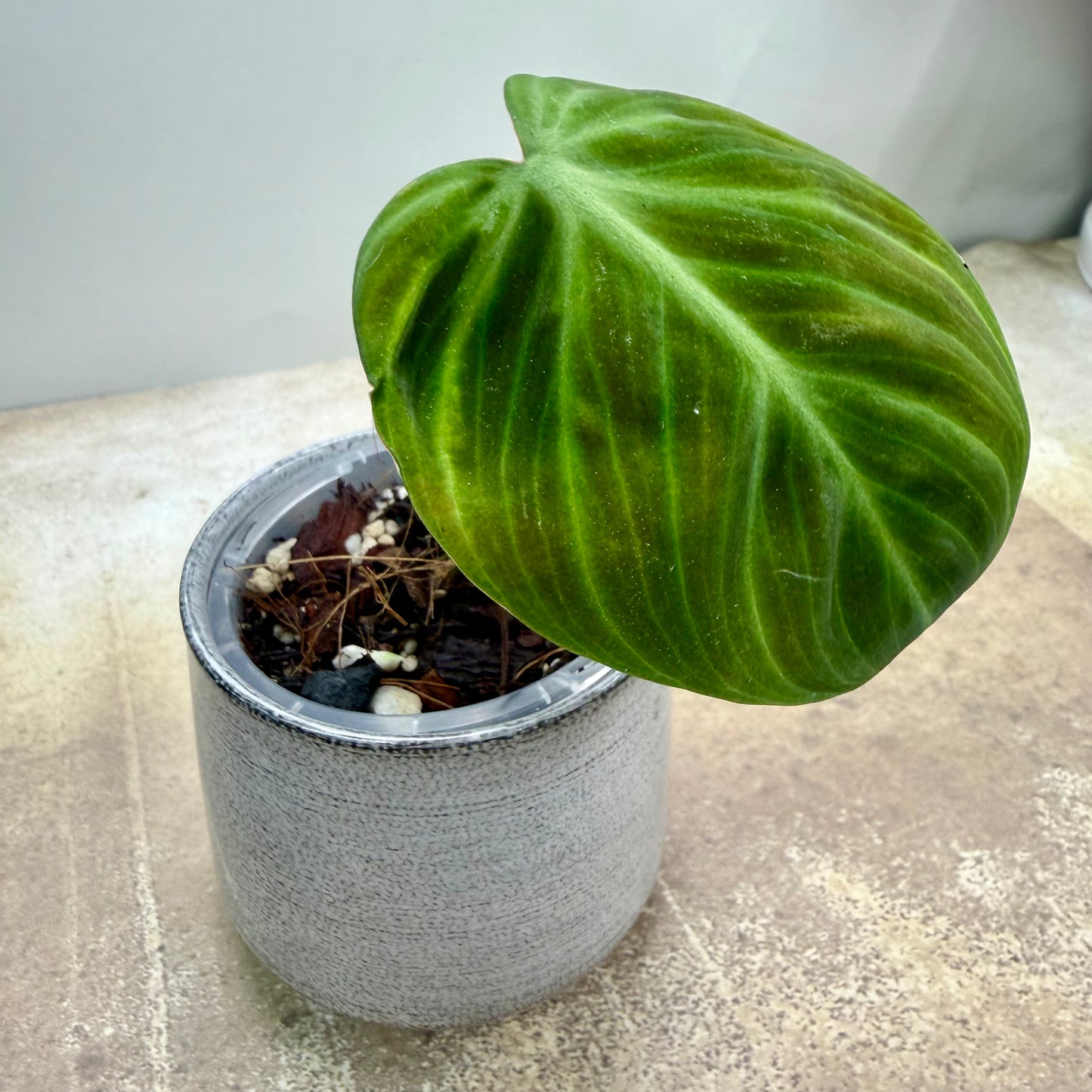 Philodendron El Choco Red