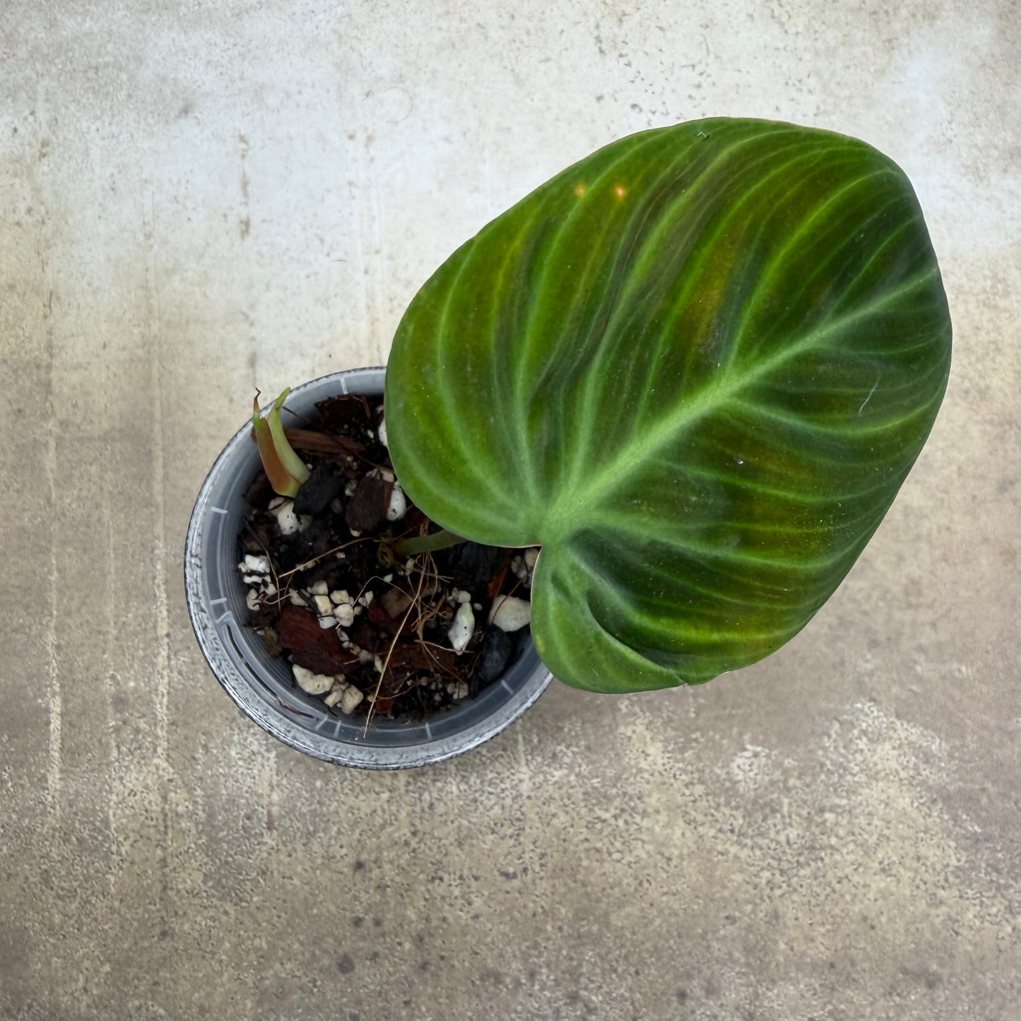 Philodendron El Choco Red