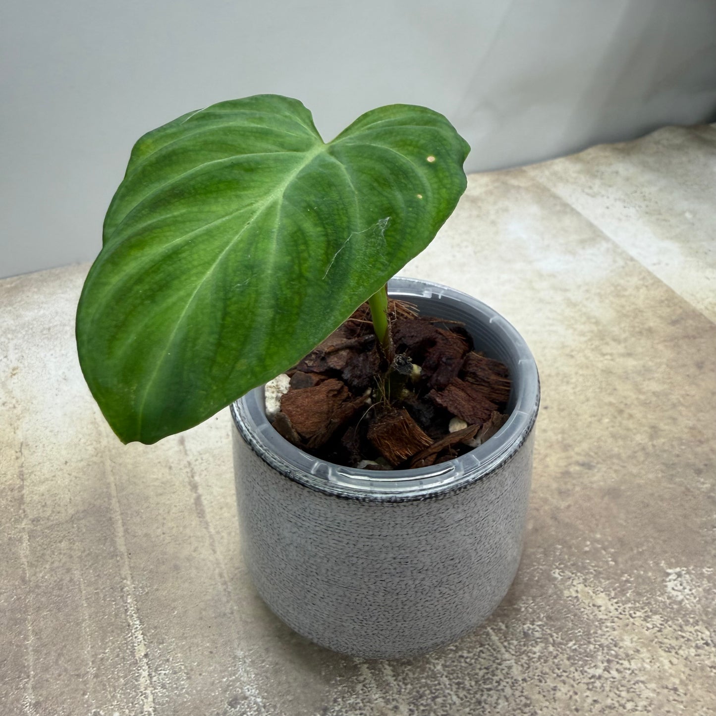 Philodendron Verrucosum