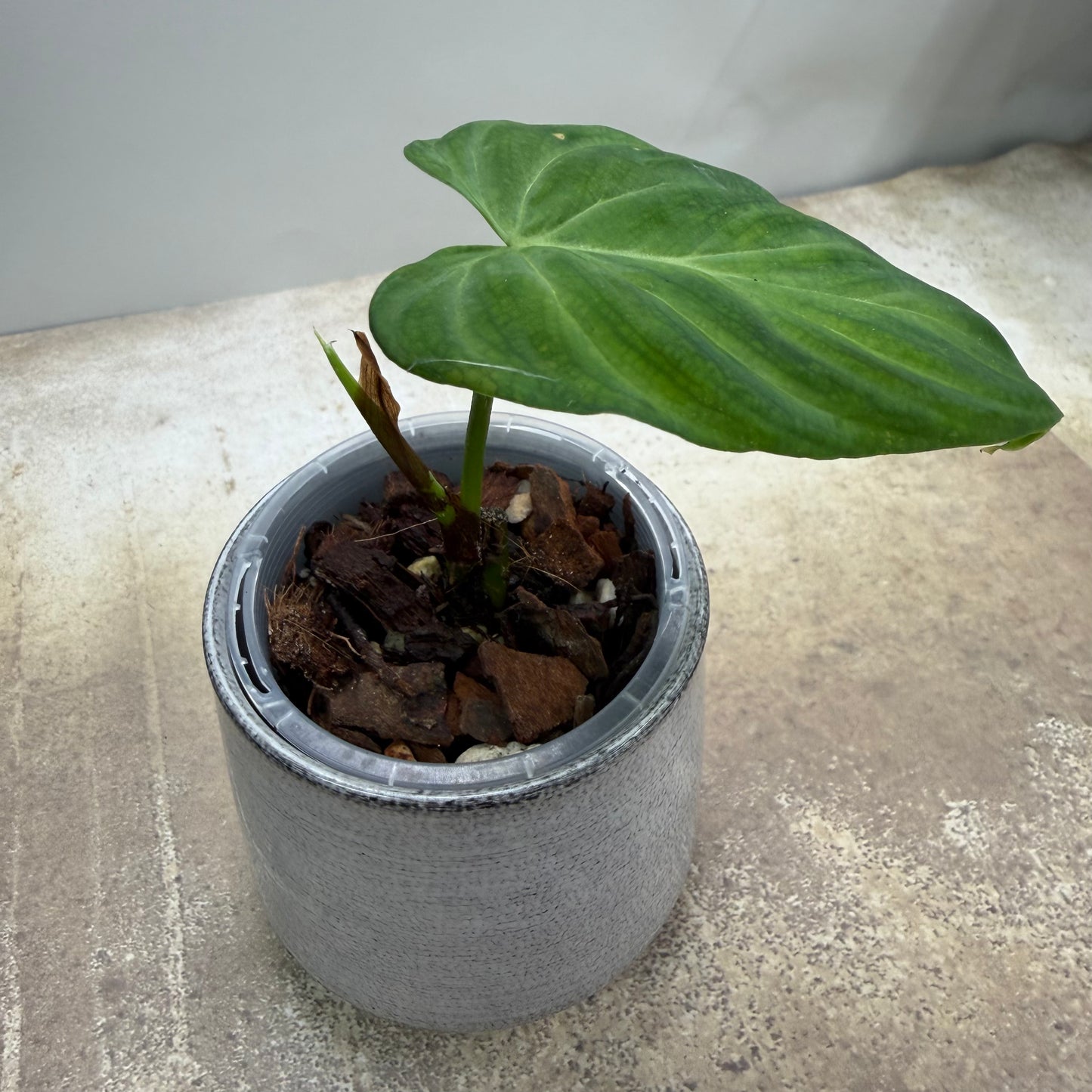 Philodendron Verrucosum
