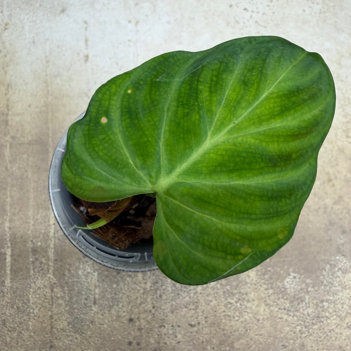 Philodendron Verrucosum