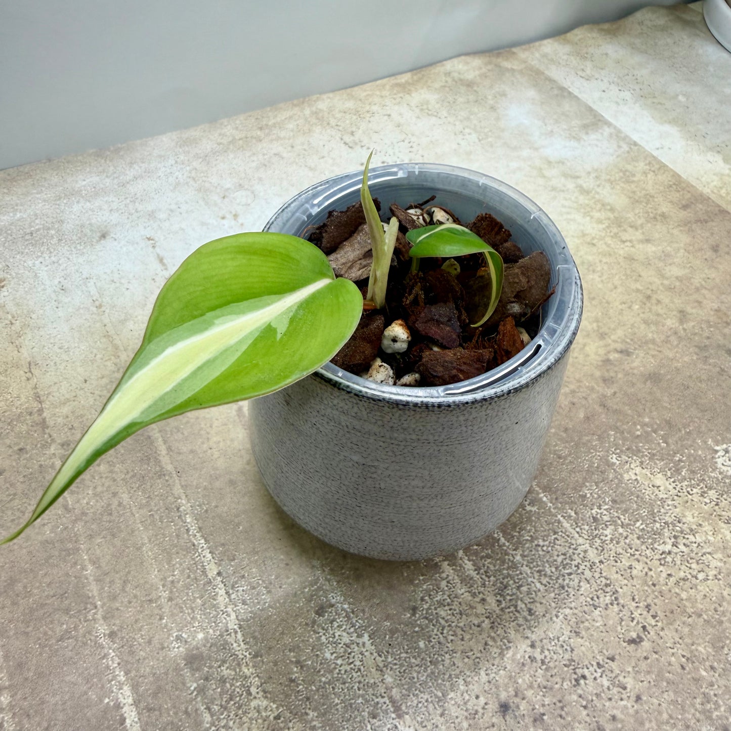 Philodendron Rio