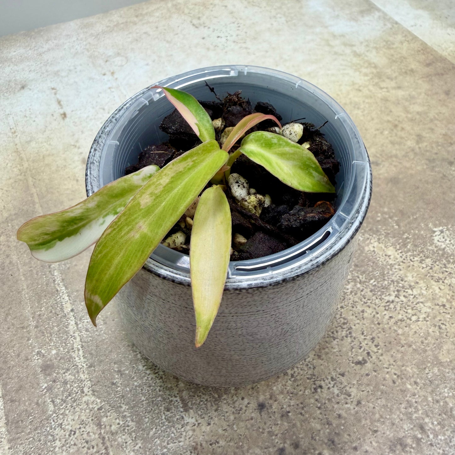 Philodendron Florida Beauty × Tortum Variegated