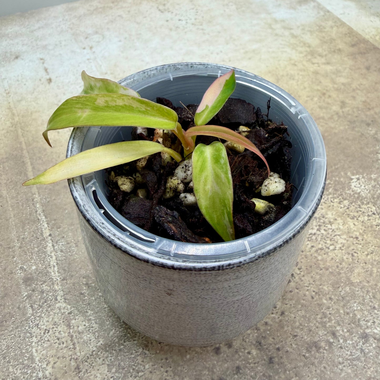 Philodendron Florida Beauty × Tortum Variegated
