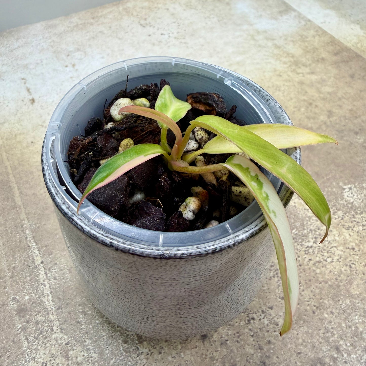 Philodendron Florida Beauty × Tortum Variegated
