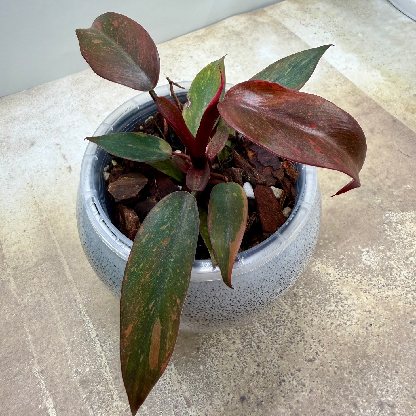 Philodendron Orange Princess