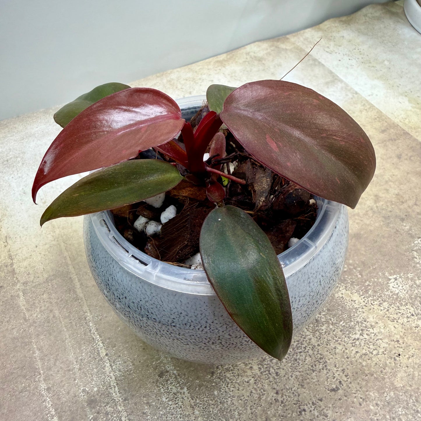 Philodendron Orange Princess
