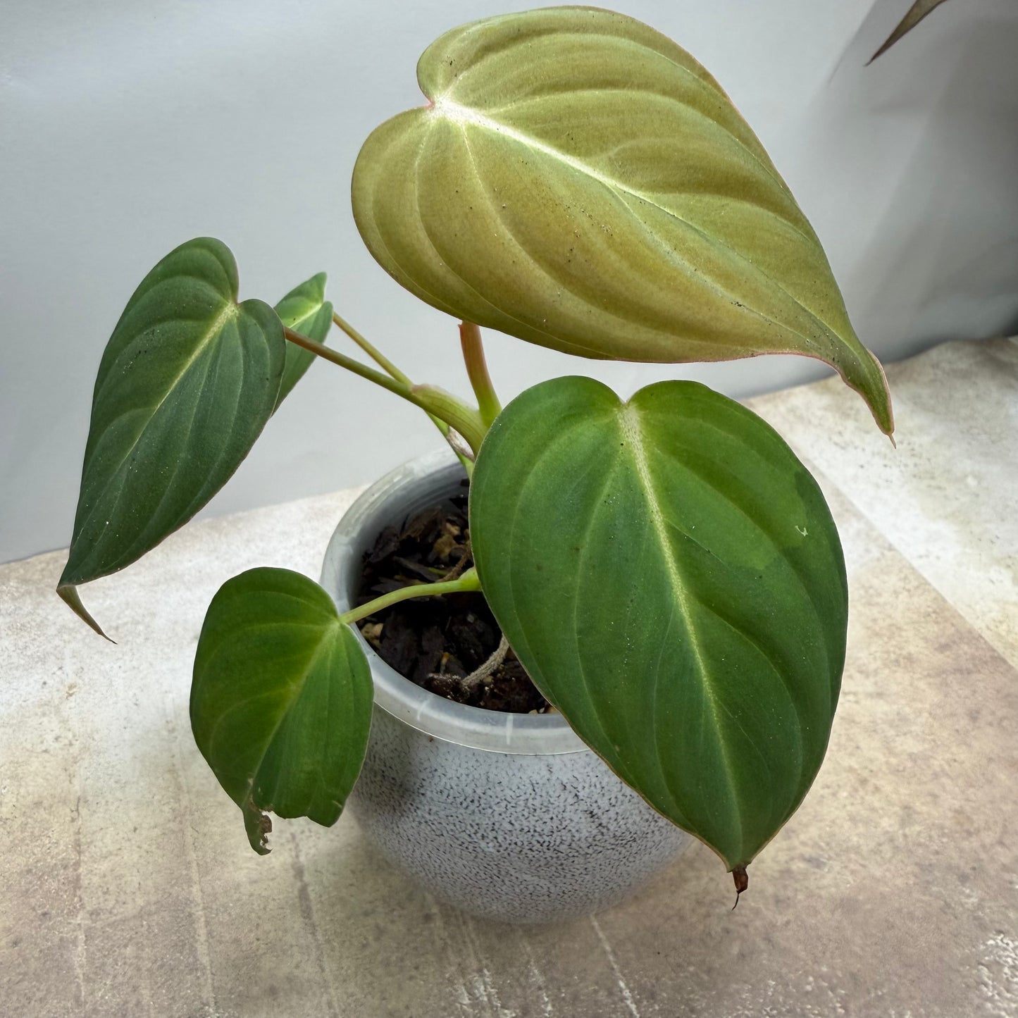 Philodendron Glorious