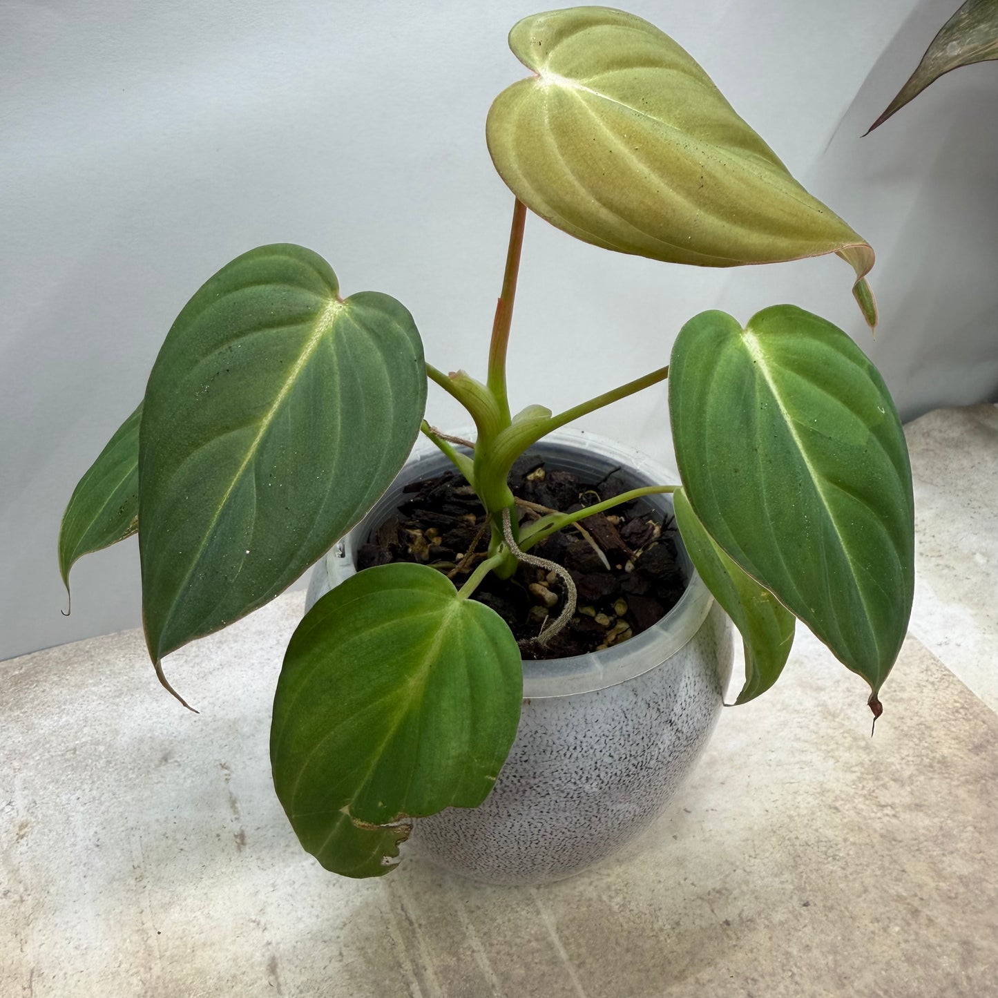 Philodendron Glorious