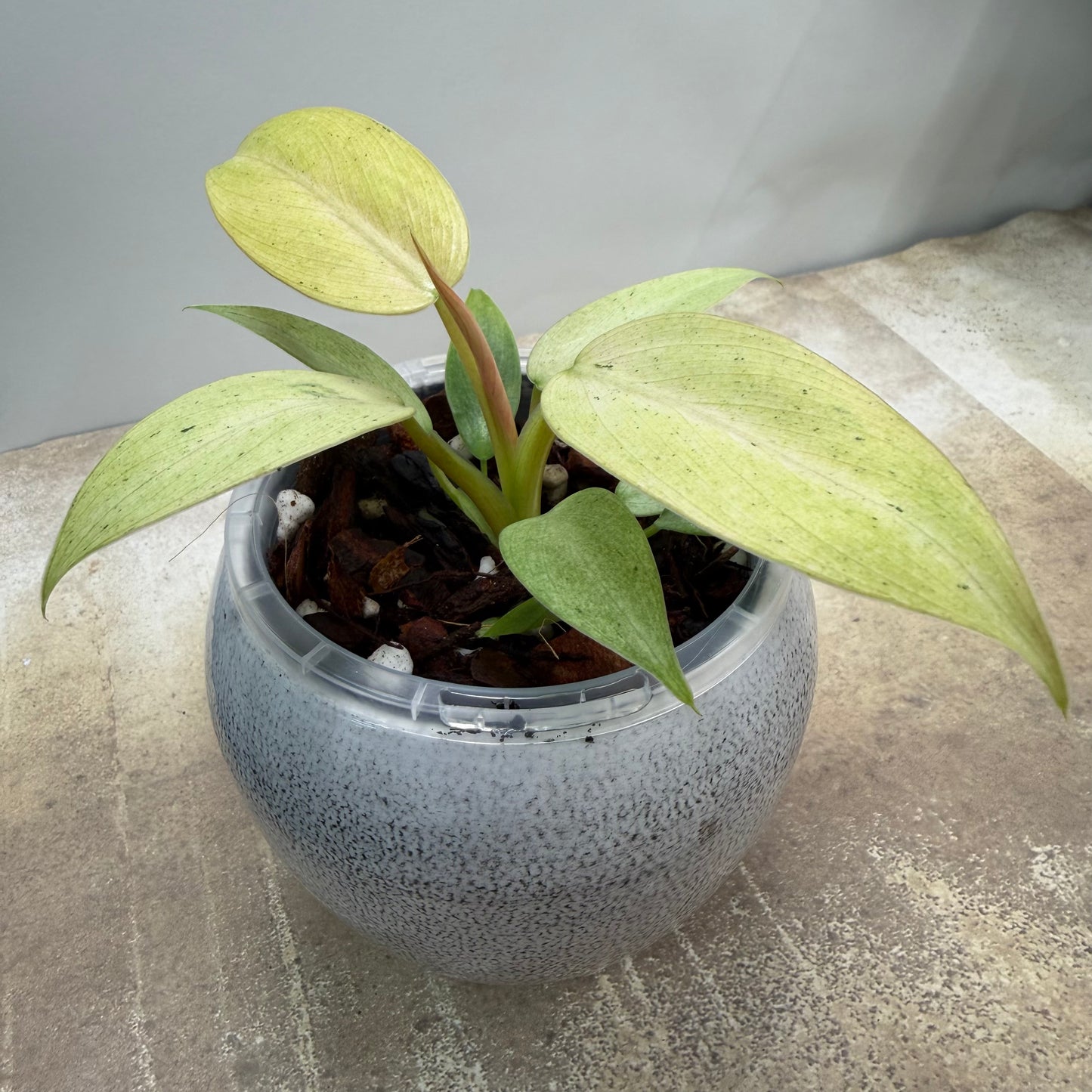 Philodendron Whipple Way