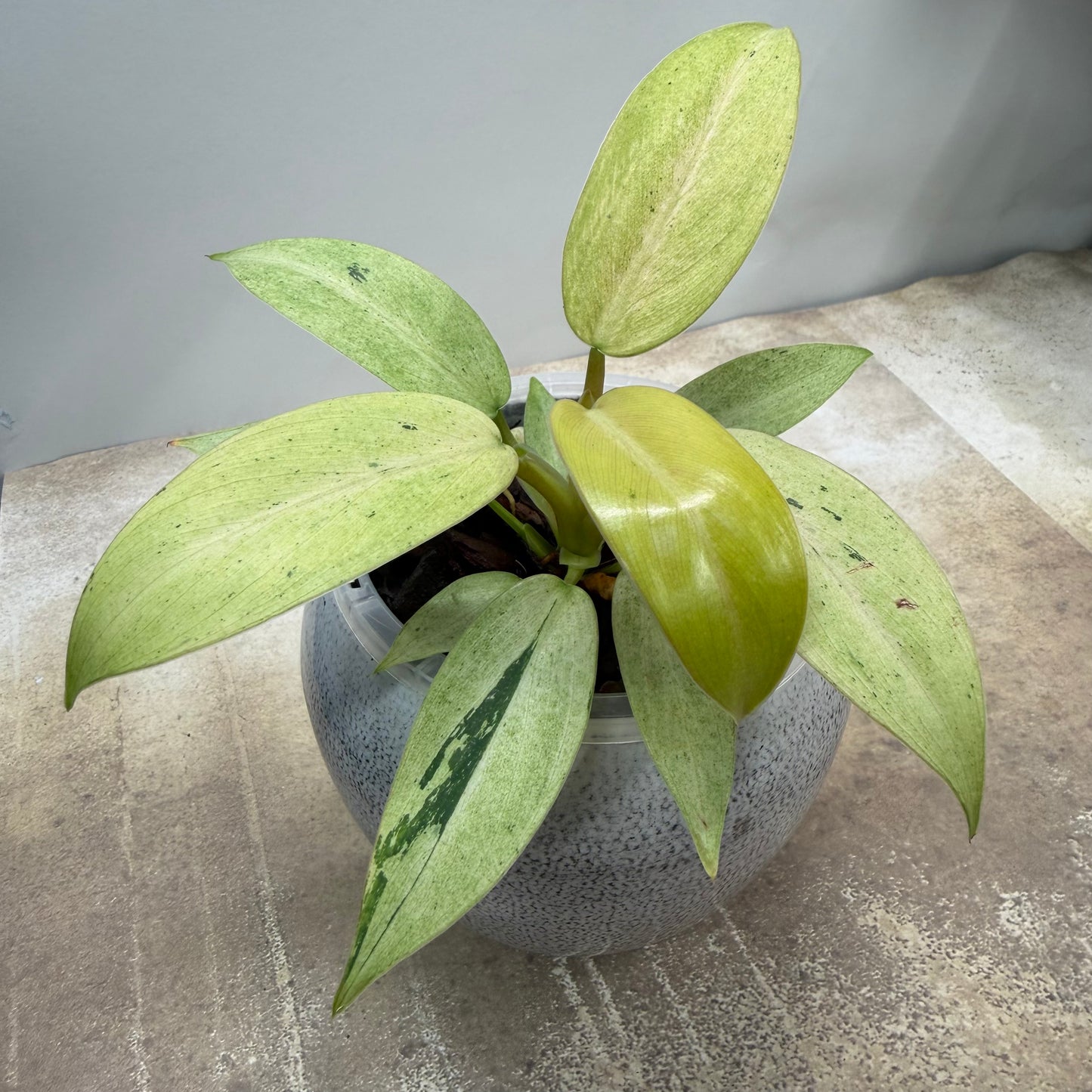 Philodendron Whipple Way
