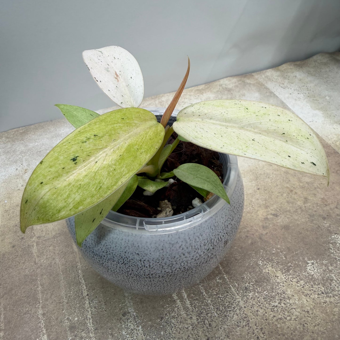 Philodendron Whipple Way