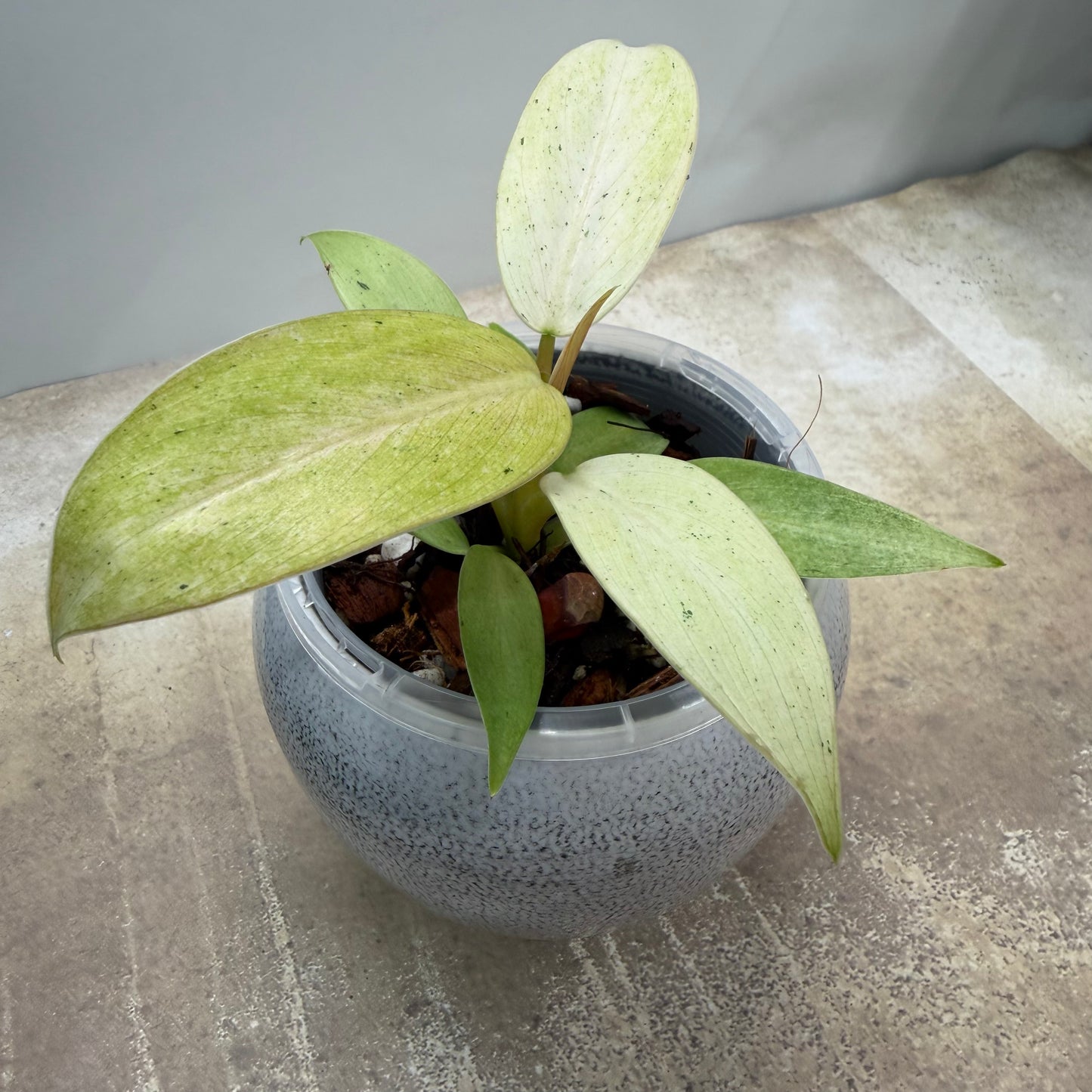 Philodendron Whipple Way
