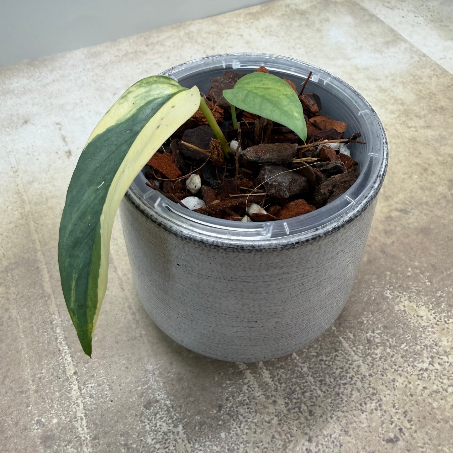 Epipremnum Pinnatum Cebu Blue Aurea