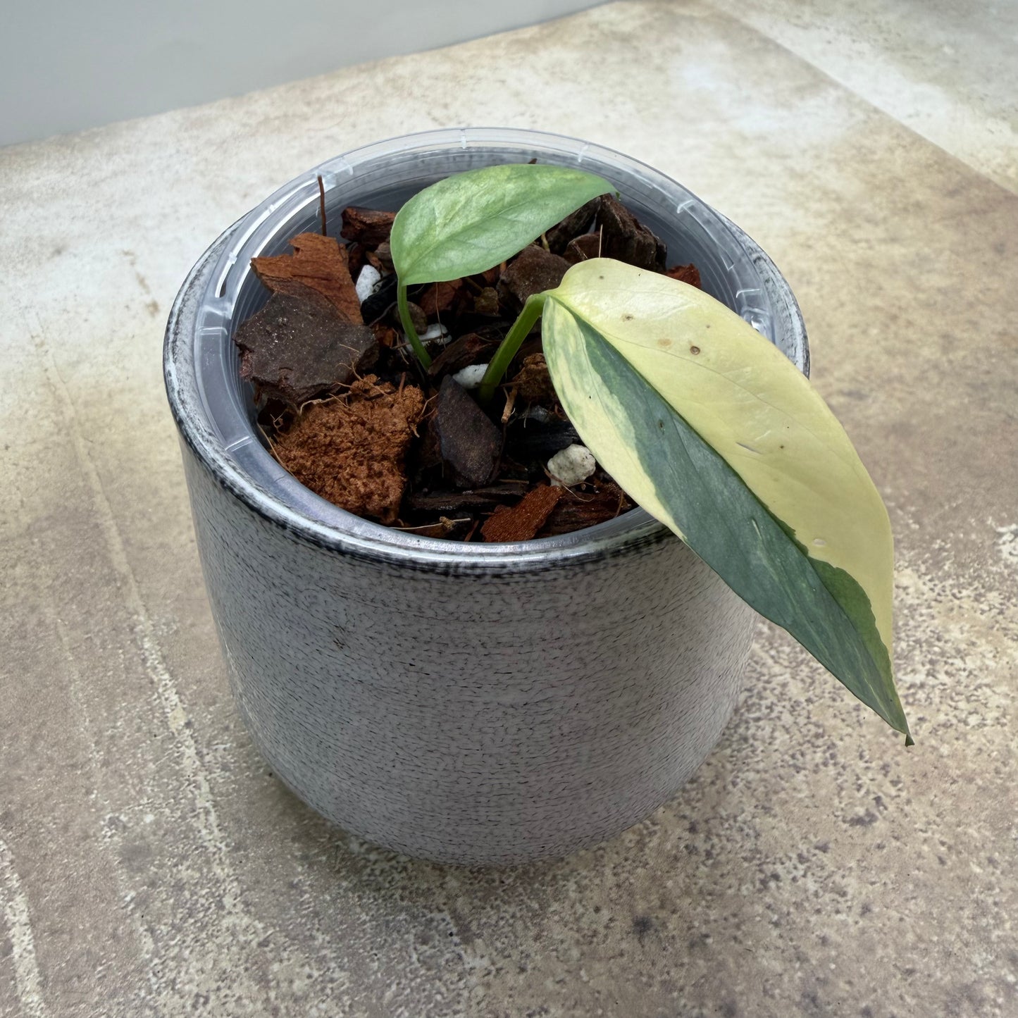 Epipremnum Pinnatum Cebu Blue Aurea