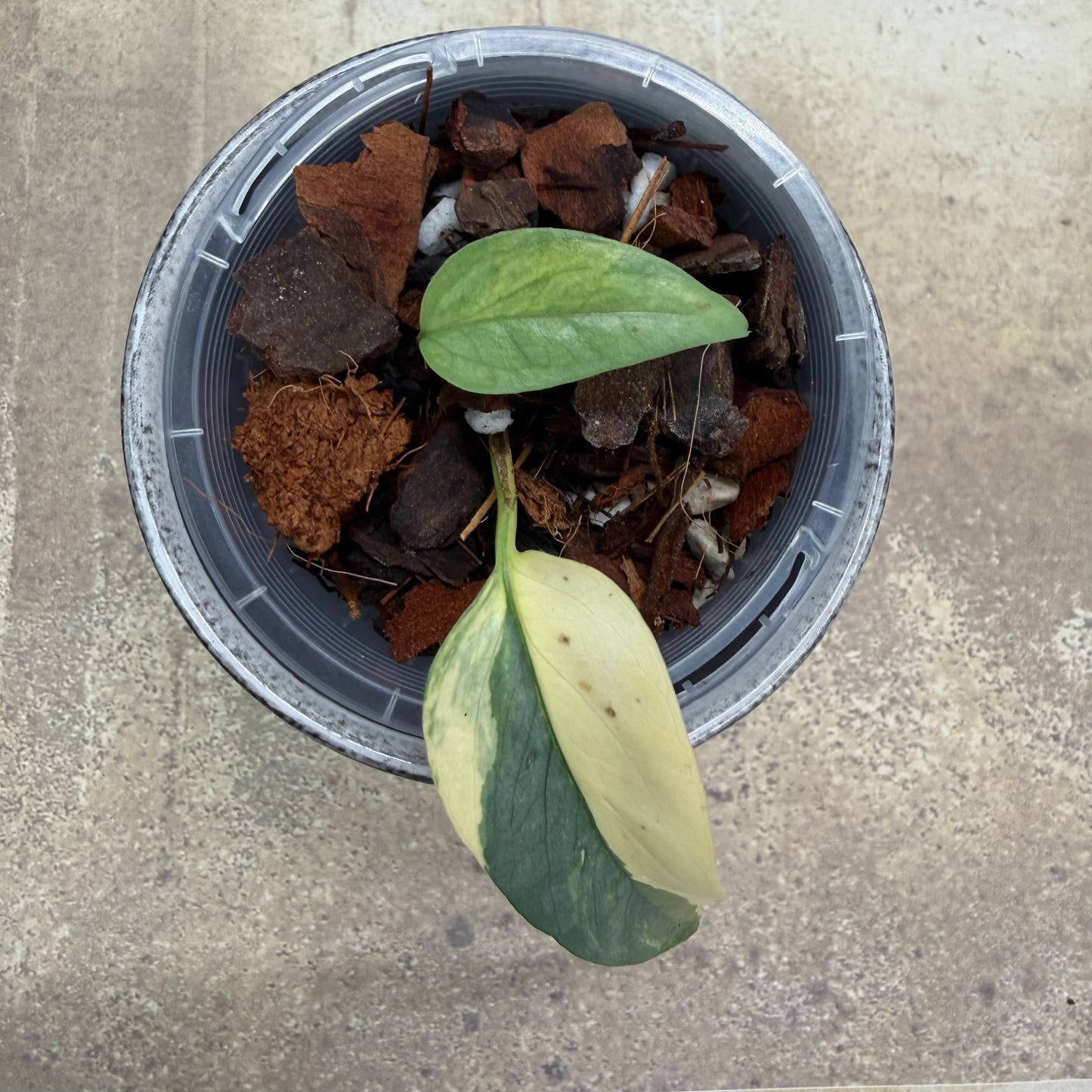 Epipremnum Pinnatum Cebu Blue Aurea