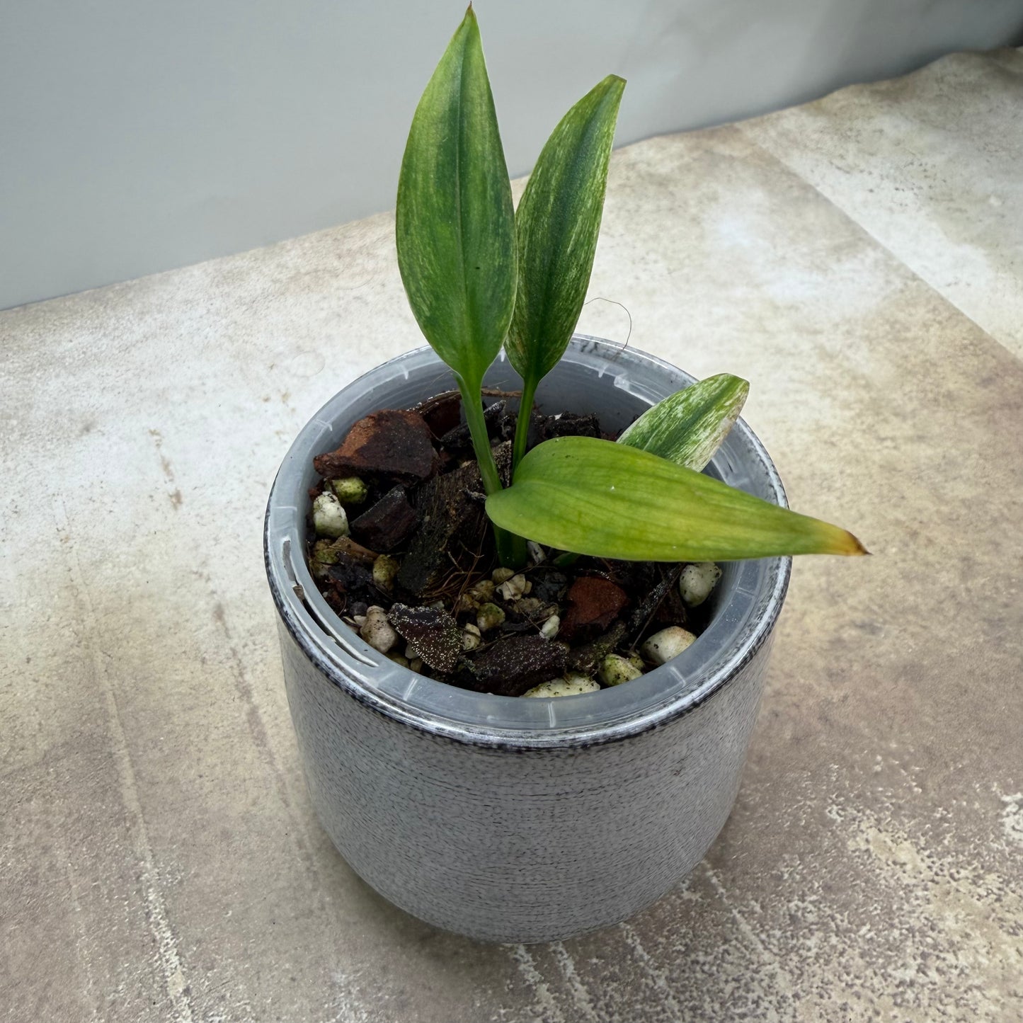 Epipremnum Amplissimum Silver Albo