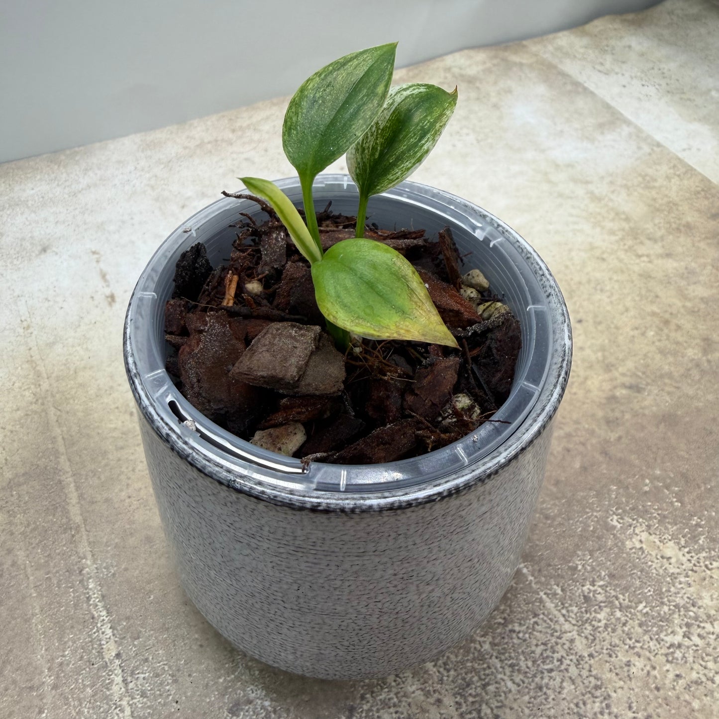 Epipremnum Amplissimum Silver Albo