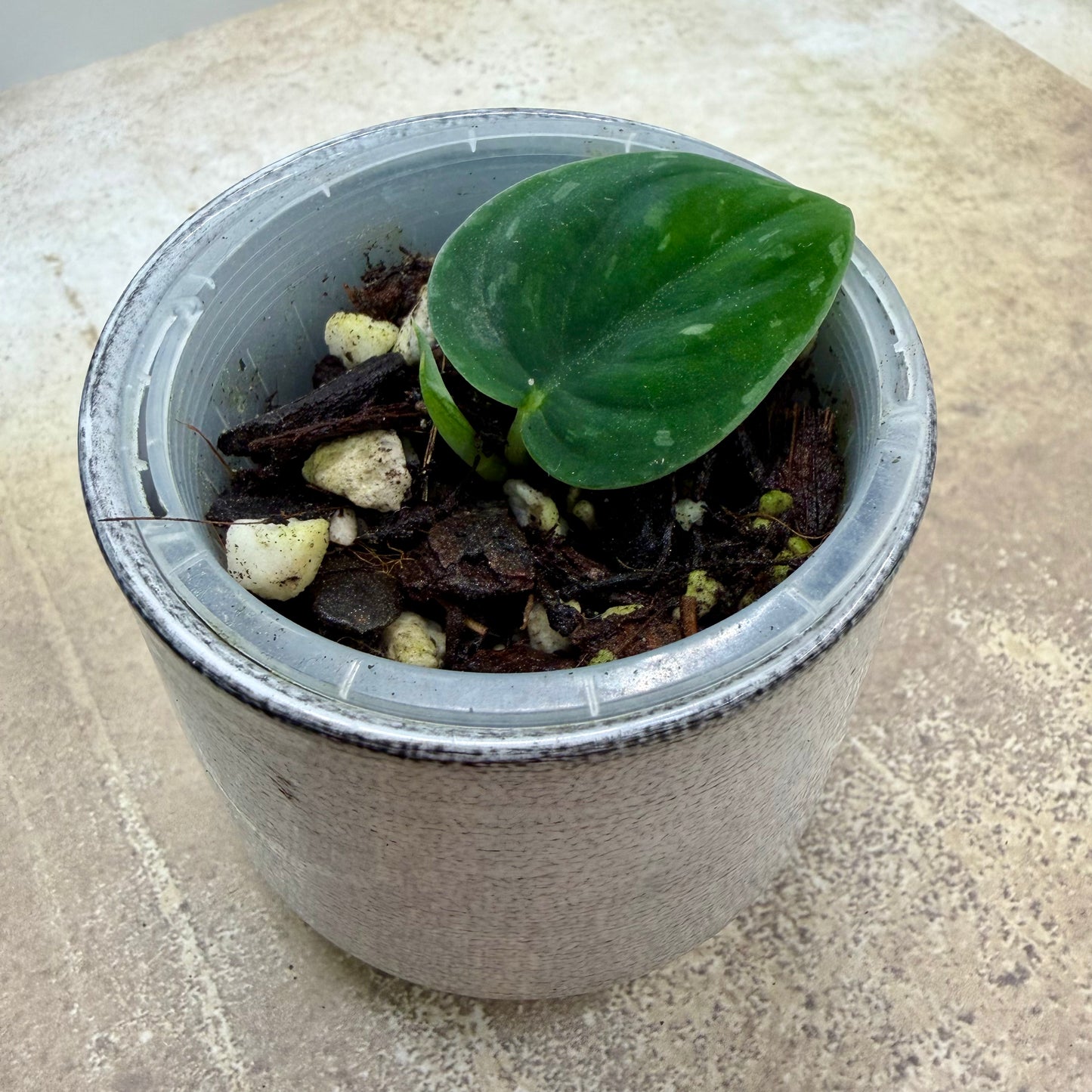 Scindapsus Snakescale