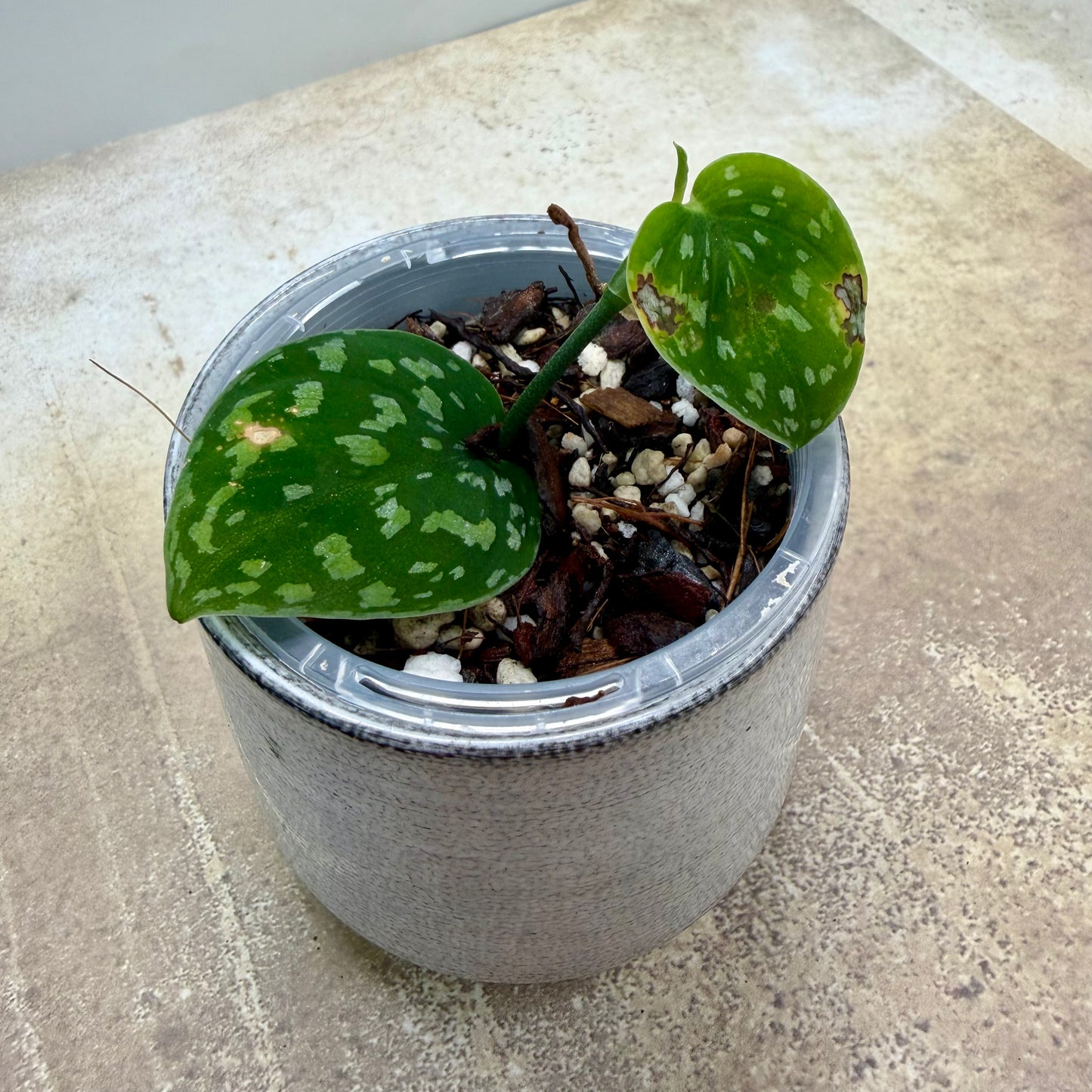 Scindapsus Snakescale