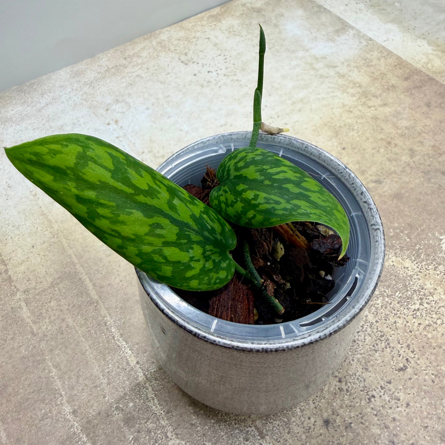 Scindapsus Green Army - Narrow Form
