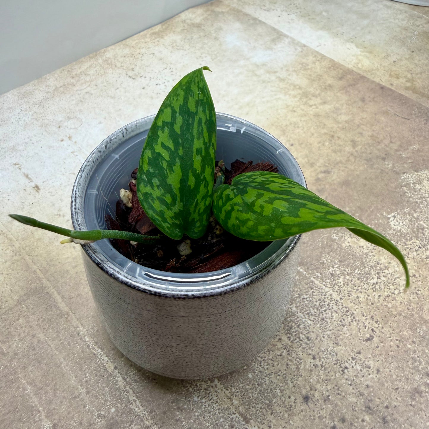 Scindapsus Green Army - Narrow Form