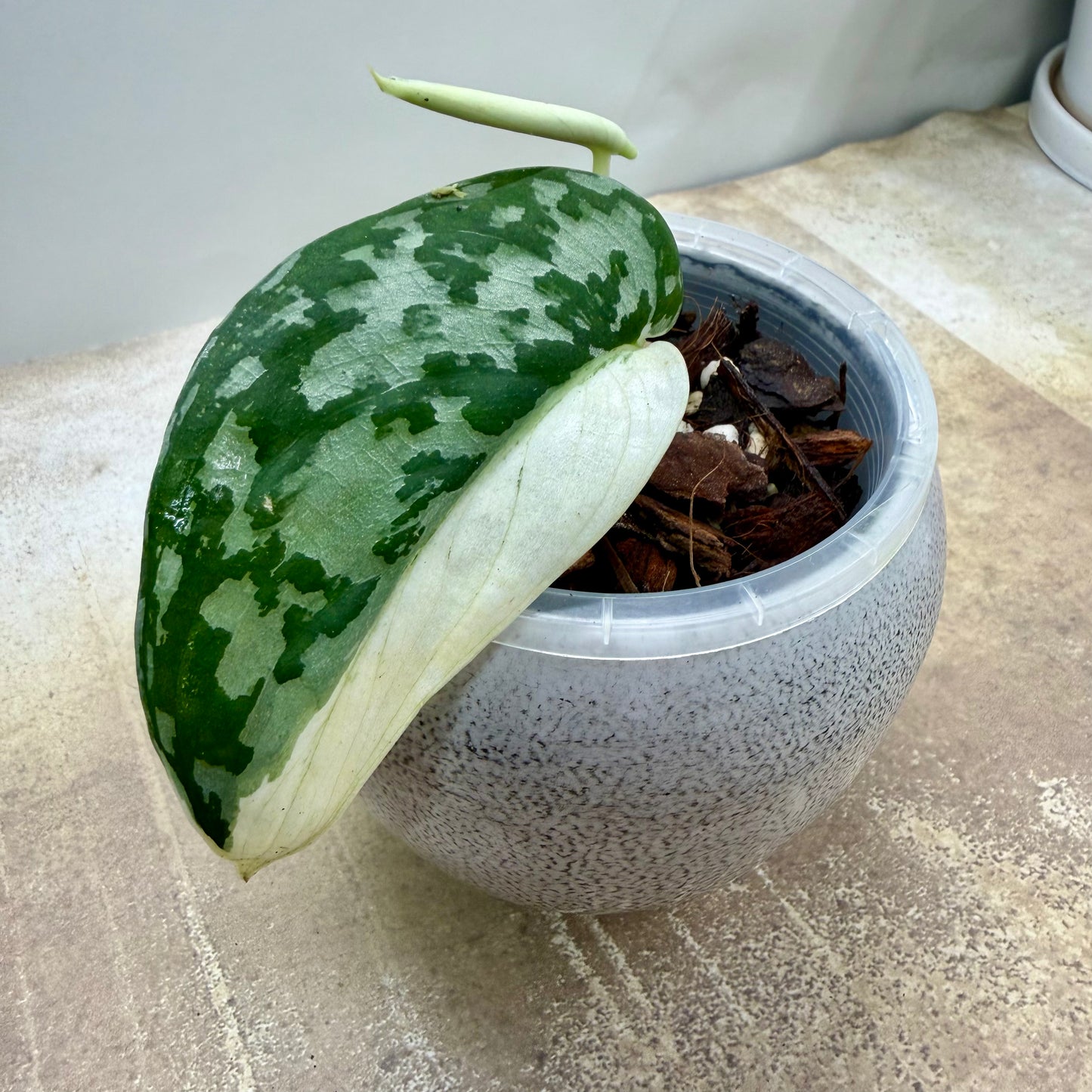 Scindapsus Mayari